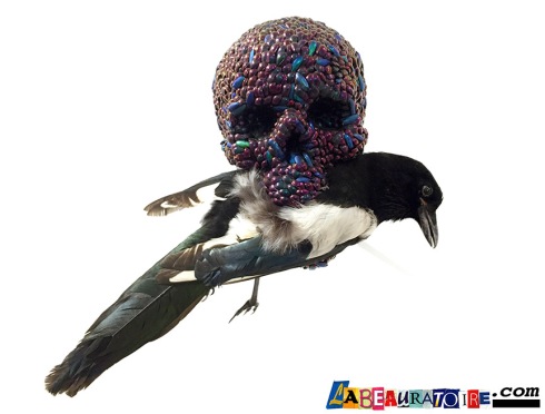 "Skull with magpie" 2001 Jan Fabre